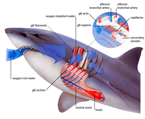 Como respiran los tiburones? | TIBURONPEDIA