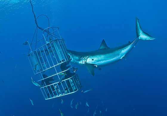 Hacer un nombre Conversacional acción Los 6 mejores lugares del mundo para nadar con tiburones » TIBURONPEDIA