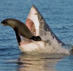 tiburon blanco ataca