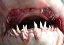 boca con dientes tiburon