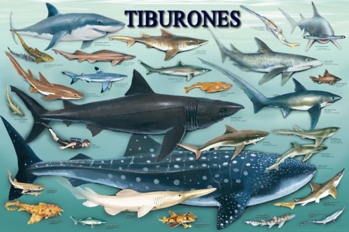 especies-tiburones-min