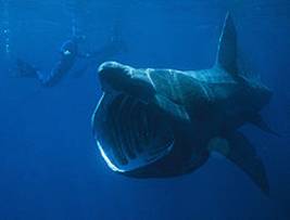 Que Comen Los Tiburones TIBURONPEDIA Que Comen Los Tiburones TIBURONPEDIA