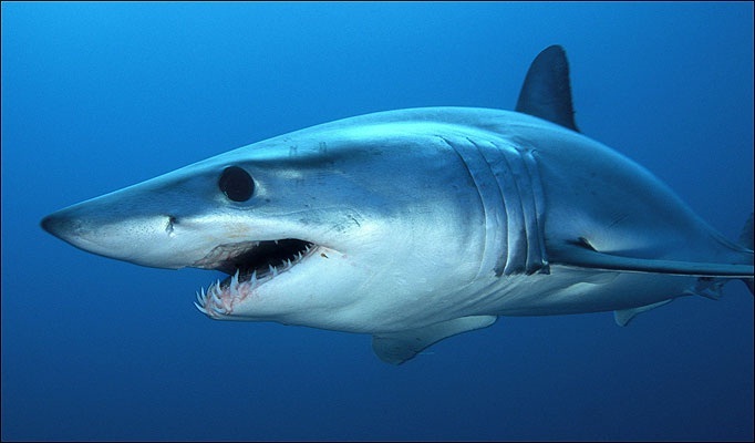 tiburon asesino