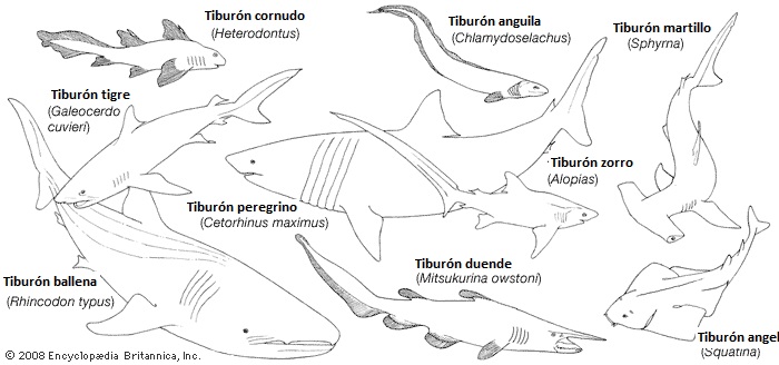 tipos de tiburones