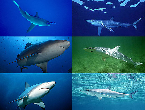 Imagenes de tiburones » TIBURONPEDIA