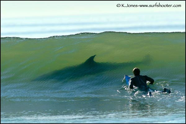 tiburon surfeando tiburon surfeando