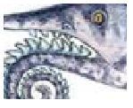 Tiburon prehistorico Helicoprion