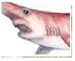 Tiburon prehistorico