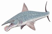 Tiburon prehistorico Helicoprion