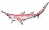 Tiburon prehistorico