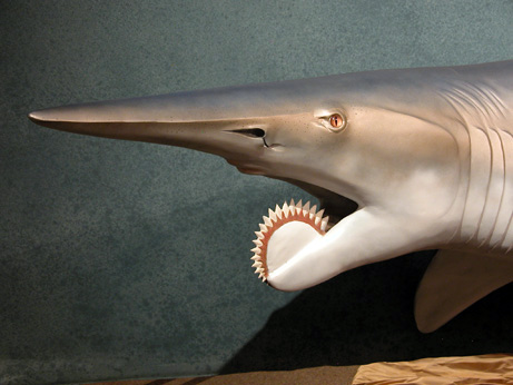 Tiburon prehistorico Helicoprion