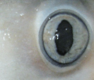 ojo de tiburon